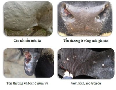 Huyện Lắk tập trung phòng chống bệnh Viêm da nổi cục trâu, bò